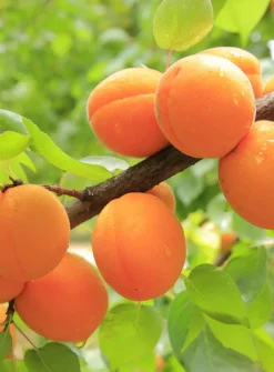 Apricot Jelly Korvakorut