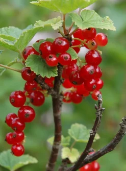 Candy Currant Jelly Korvakorut