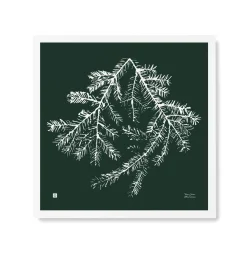 Kuusenoksa - juliste metsänvihreä 50x50cm