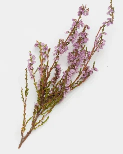 Metsä calluna scrub