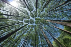 Metsämikrobi huulivoide - Forest Kiss