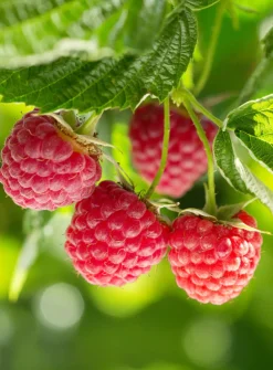 Raspberry Jelly Korvakorut