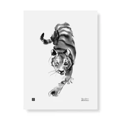 Vaaniva tiikeri - juliste 30x40cm